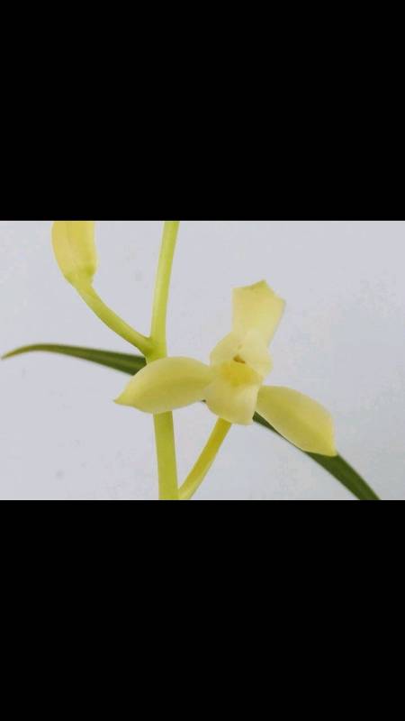 芽黄素#闽众兰花#兰花#建兰