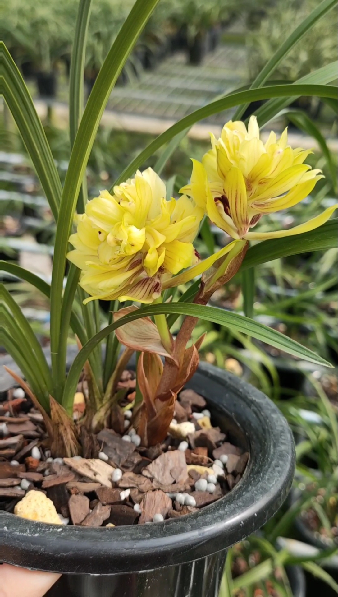 兰花#春兰黄荷奇