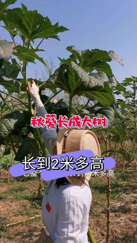 秋葵长成大树,从二三十厘米开始结秋葵,天天采收,一直长到两米多高