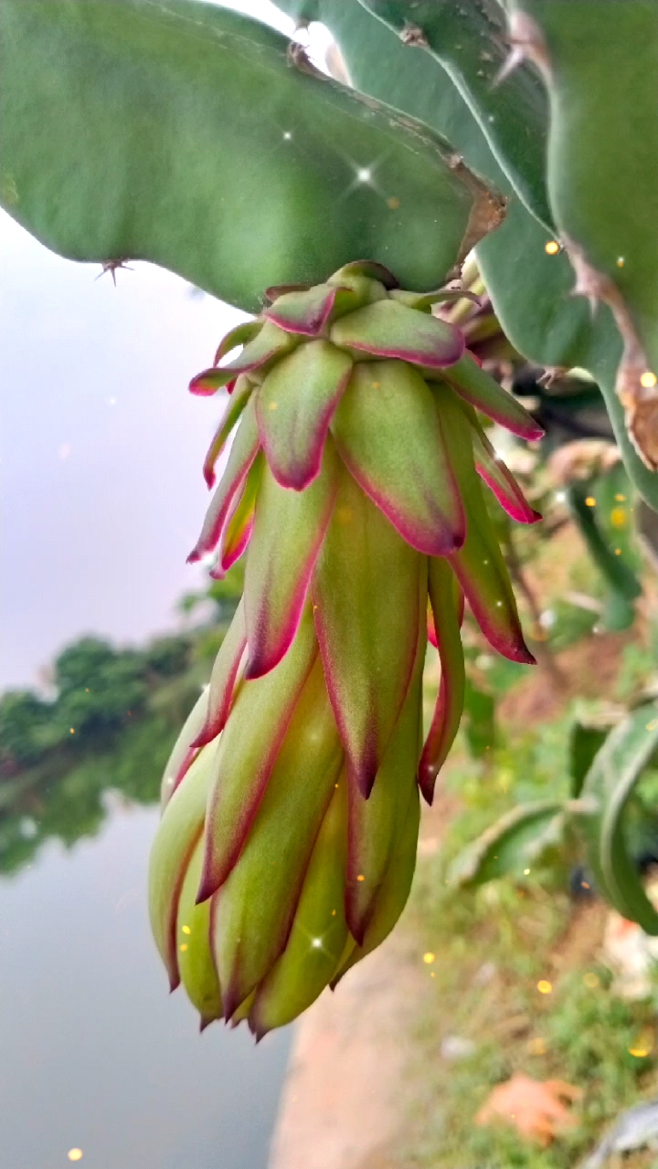 诗画方寸很美火龙果花蕾