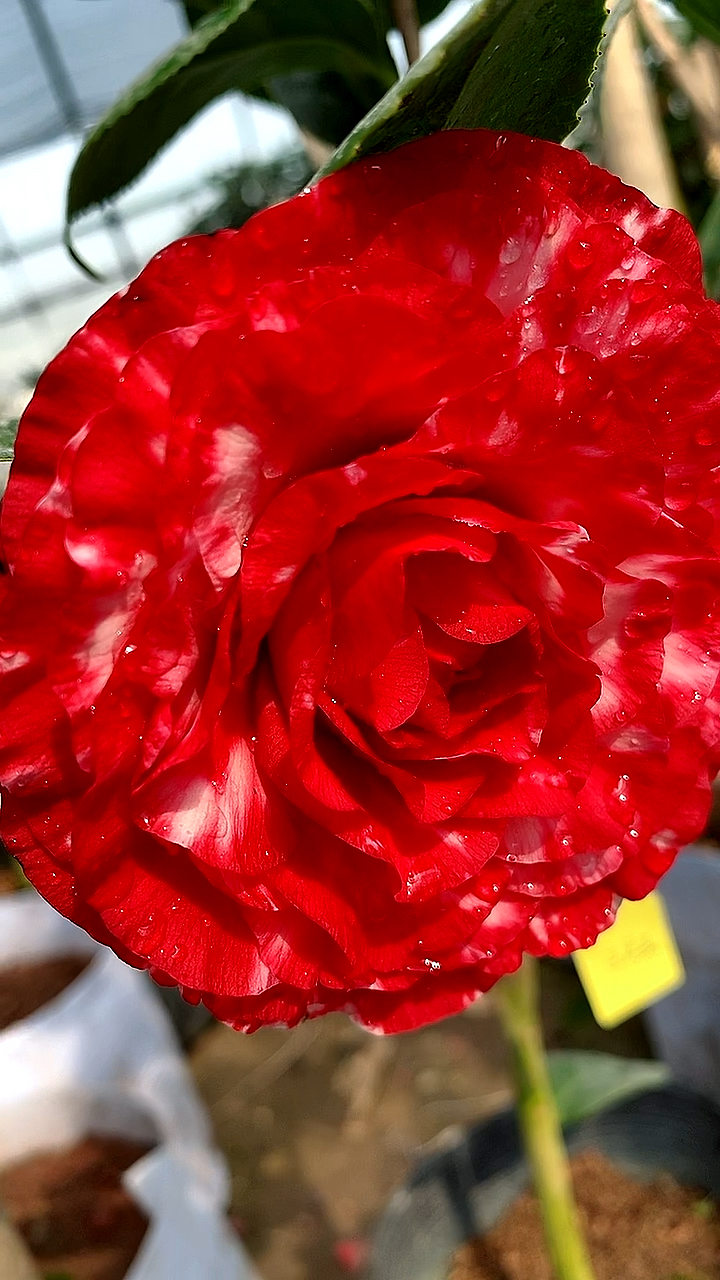 青叶贝拉大玫瑰复色开品多变!怎么开都漂亮!