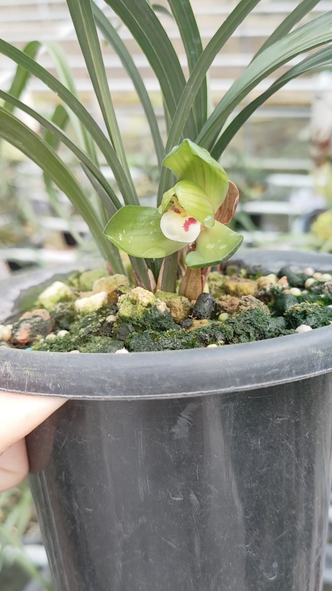 兰花#春兰大富贵