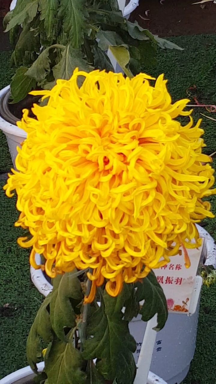 每天一点冷知识#特别大特别漂亮的大菊花美极了