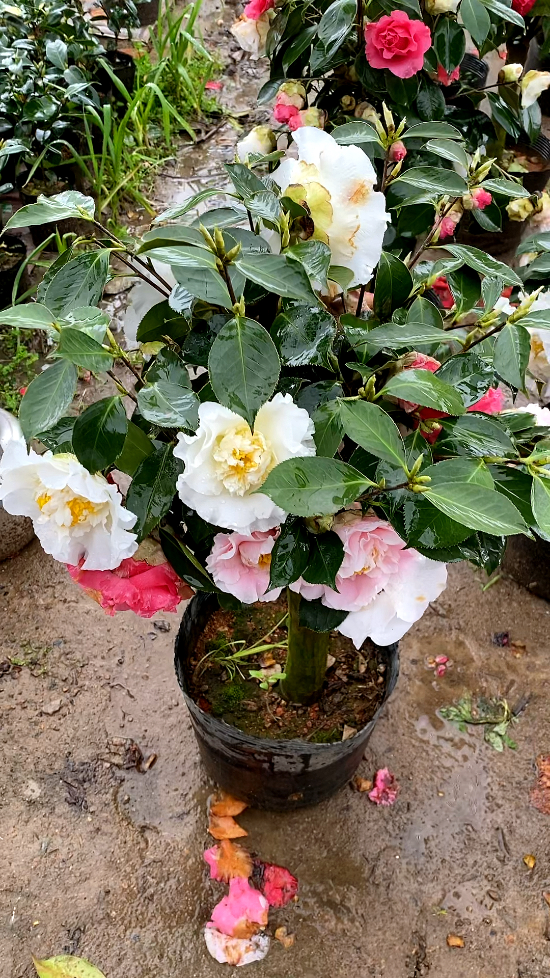 雨中盛开的三赛牡丹茶花更加美丽动人