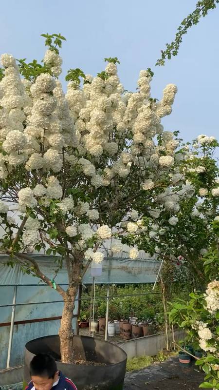 中华木绣球又名斗球花开如斗耐寒耐旱南北方都可以栽植-度小视