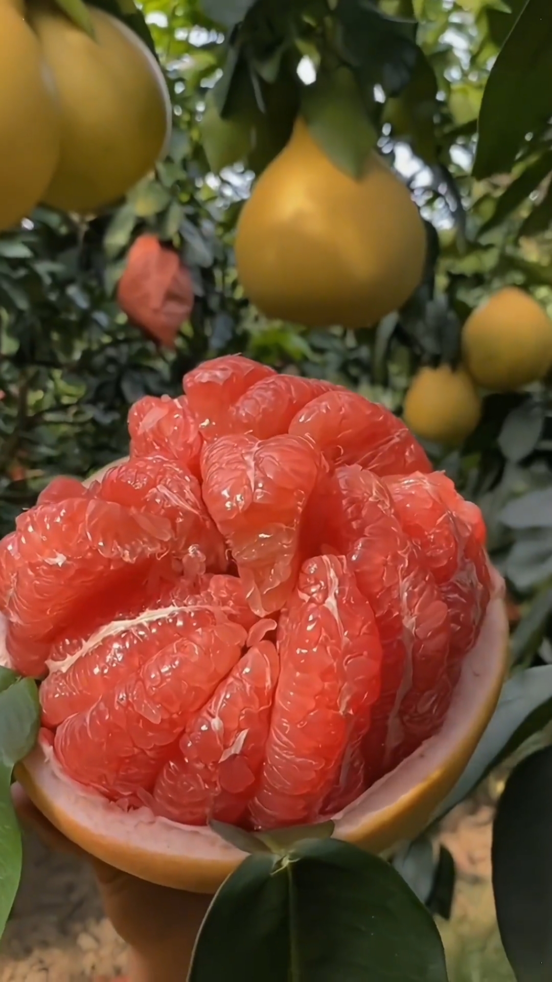 柚子季节又到了福建红心蜜柚是柚子界的王者果肉细腻颗粒饱满