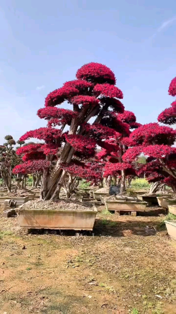 红花继木造型树红红火火四季不落叶适合庭院别墅农家小院栽植