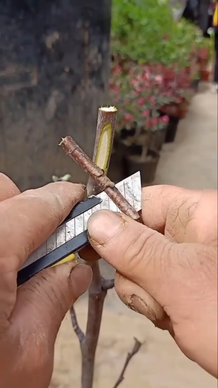 嫁接技术#值得一学的玉兰花嫁接技术,成活率极高.