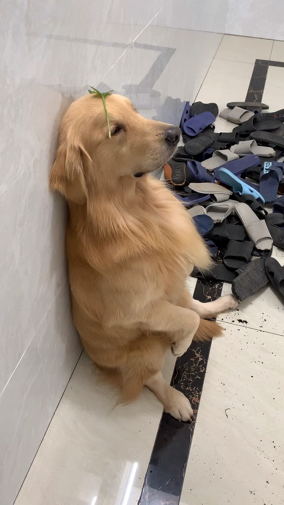 拆家的金毛#该来的总是会来的……!