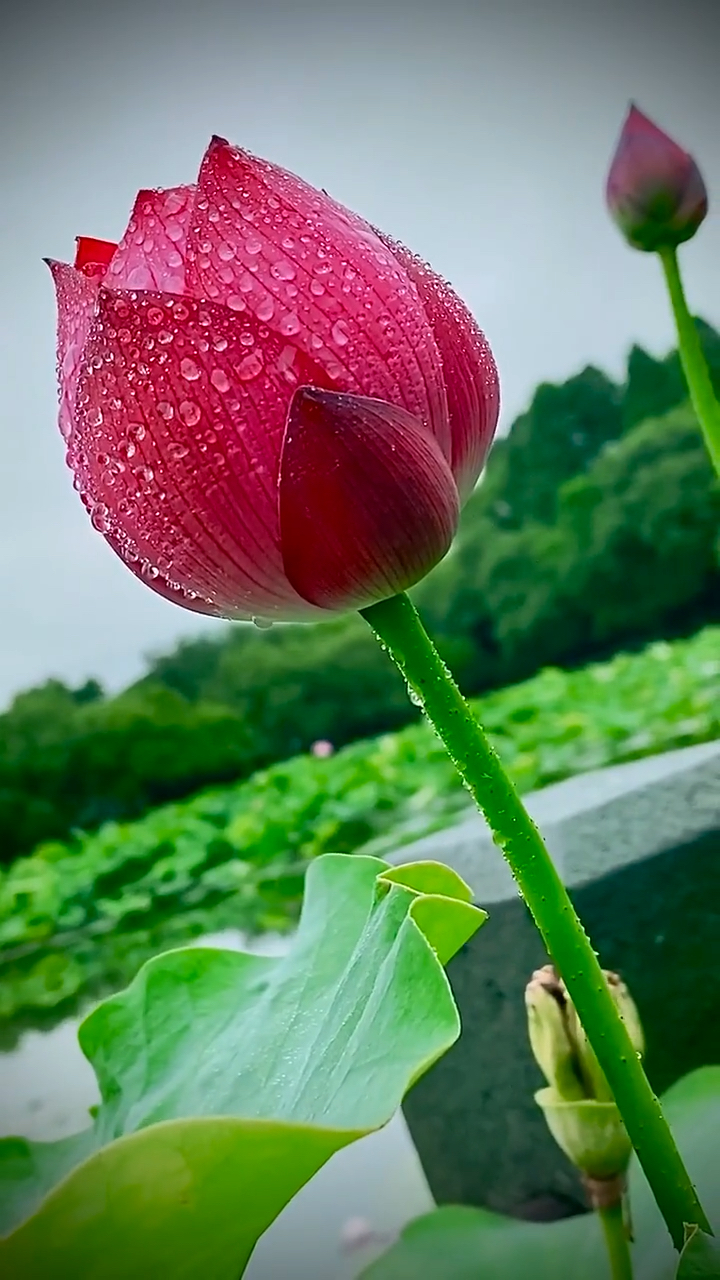 荷花上的雨珠,那是天使,是仙女的流下的珍珠和眼泪