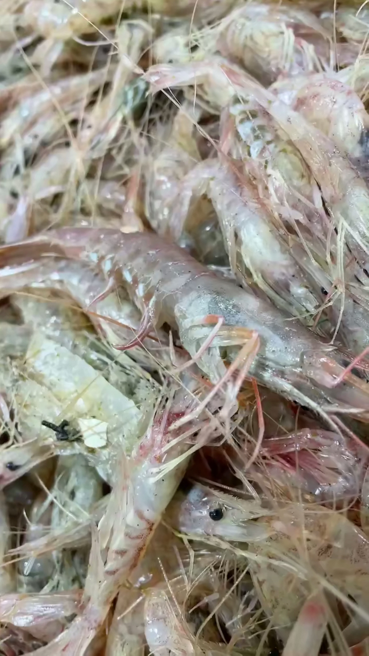 音为有你这是什么虾是海里红毛虾还活着