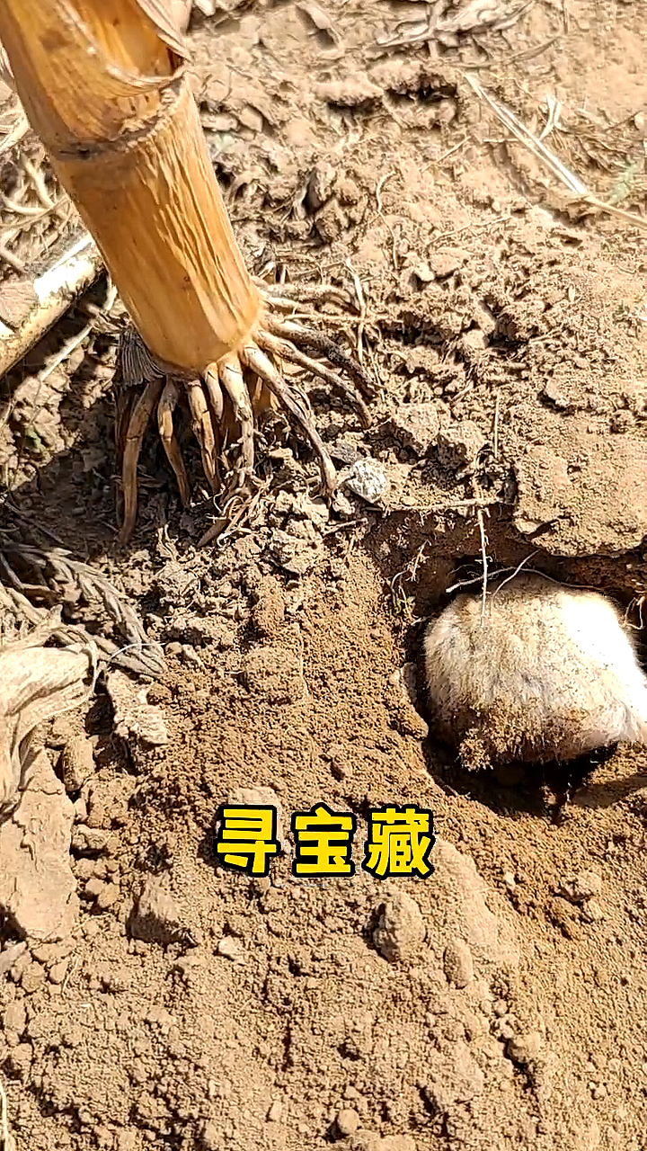 动物世界#仓鼠真的可以这么整吗?你难道忘了狗剩子是怎么嗝屁的吗?