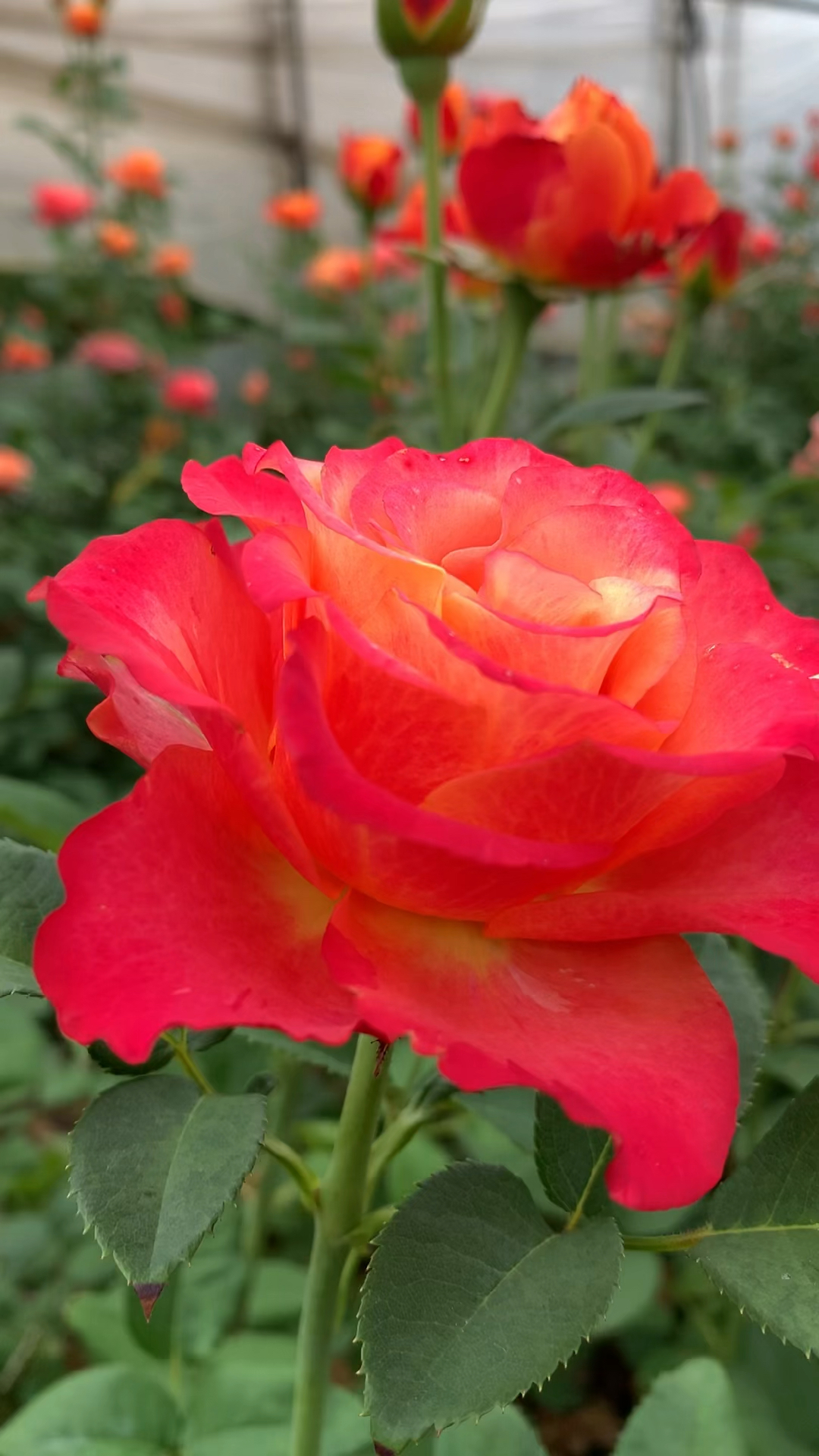 花卉绿植#蒙娜丽莎玫瑰花老桩苗-度小视