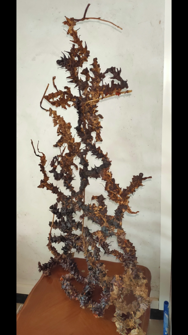 金刚藤根的艺术