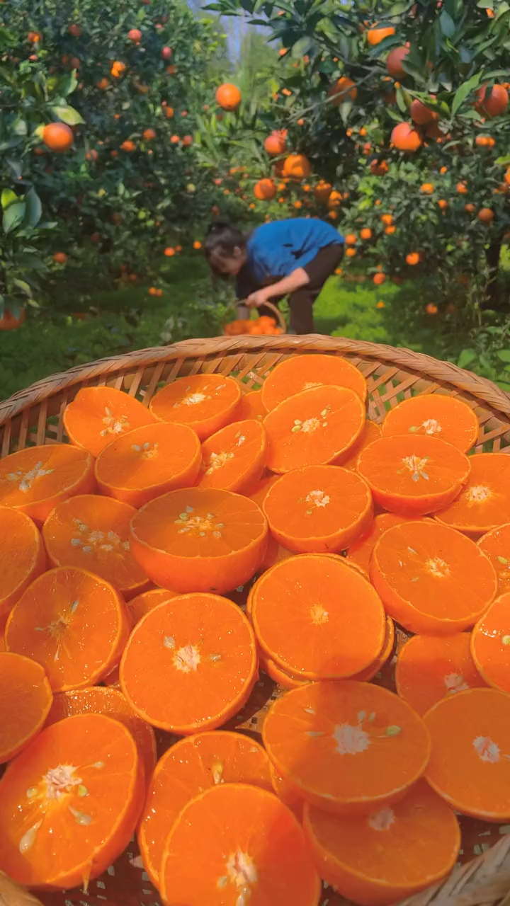 广西武鸣沃柑#广西武鸣沃柑成熟了,皮薄肉厚,鲜嫩多汁,一口咬下去