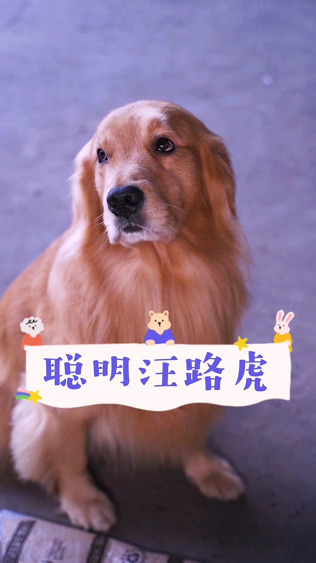 我家萌宠成精了#路虎真听话