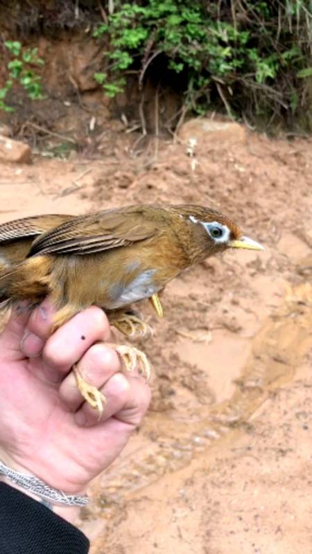 画眉鸟#非常漂亮的一对公画眉-全民小视频