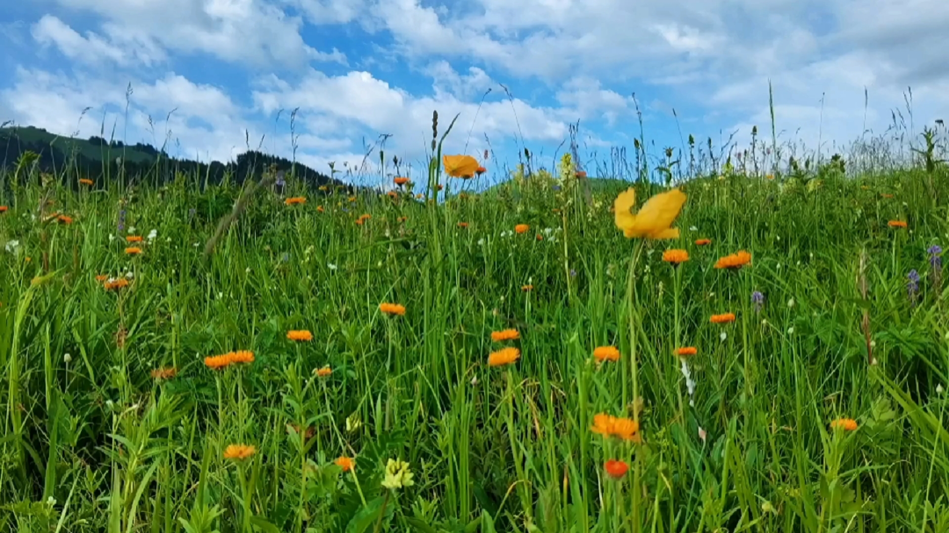 新疆尼勒克唐布拉草原美丽花海(21.6.14日摄)原创