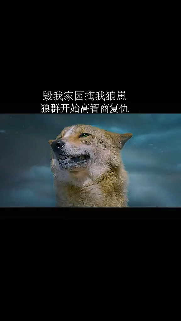好看电影##电影#万物皆有灵狼一回头不是报恩就是报仇!狼群的复仇