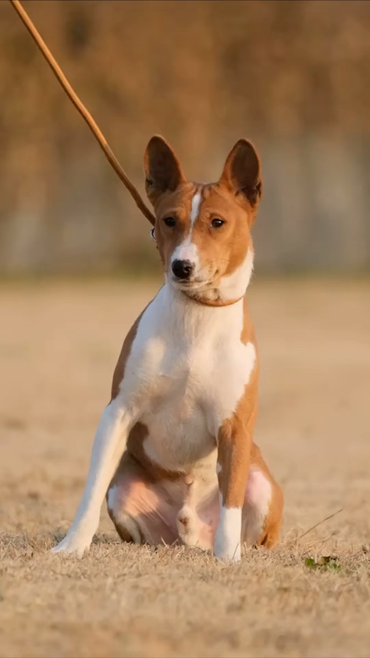 巴辛吉犬巴辛吉犬一个外形拉风适应新现代都市的完美伴侣犬巴仙吉犬