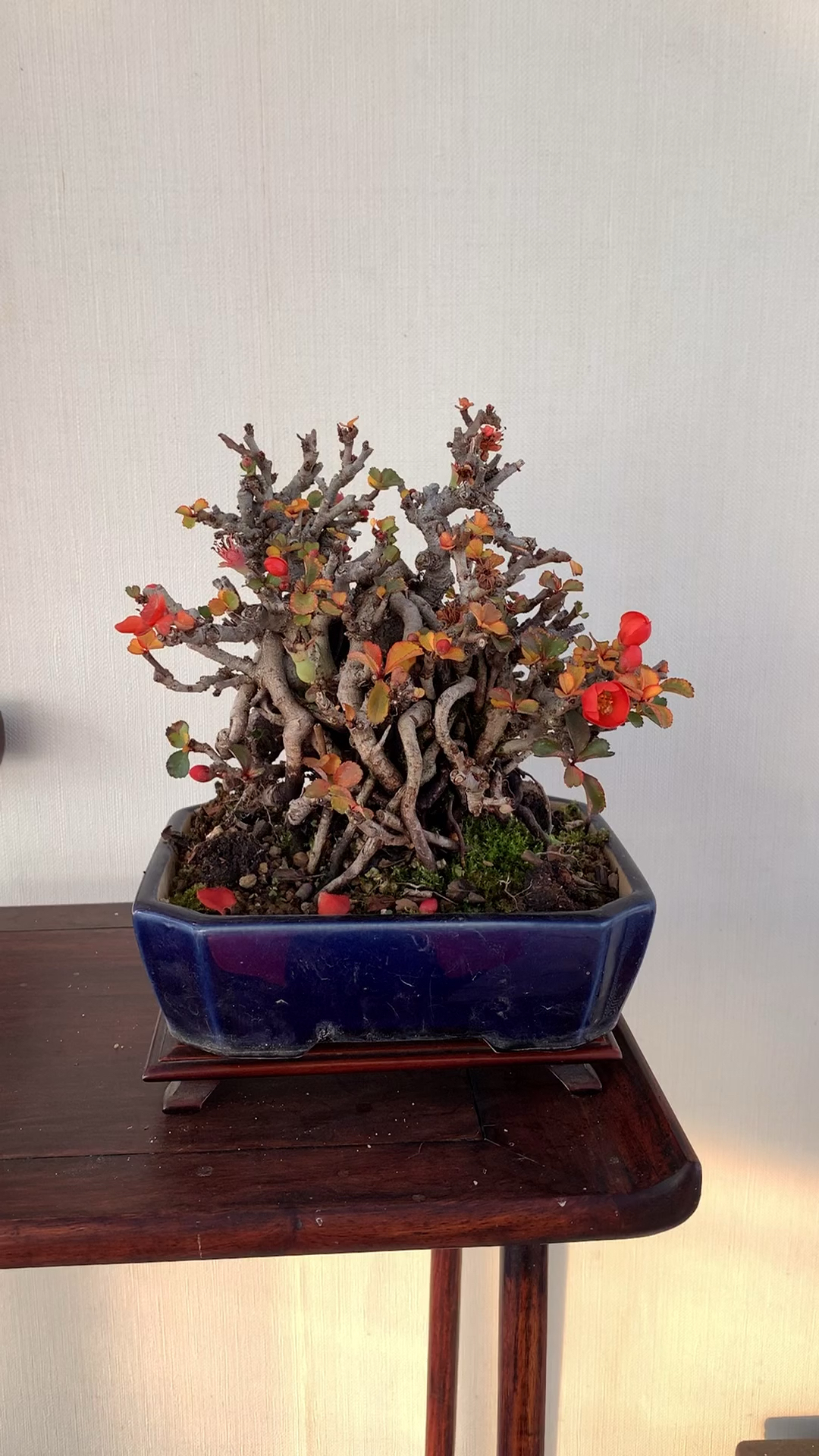 超级矮霸长寿梅盆景