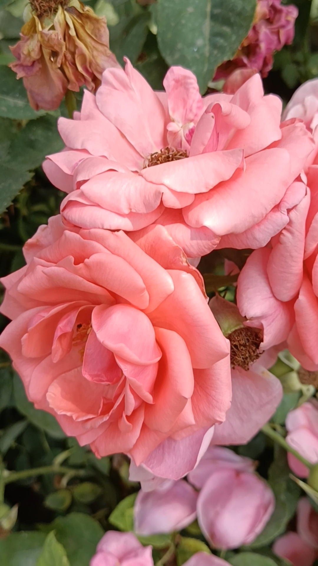 美丽淡雅的粉色月季花!