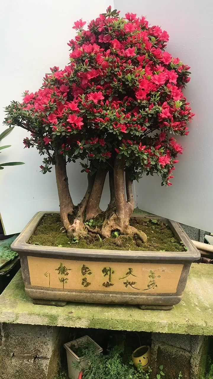 万紫千红杜鹃花