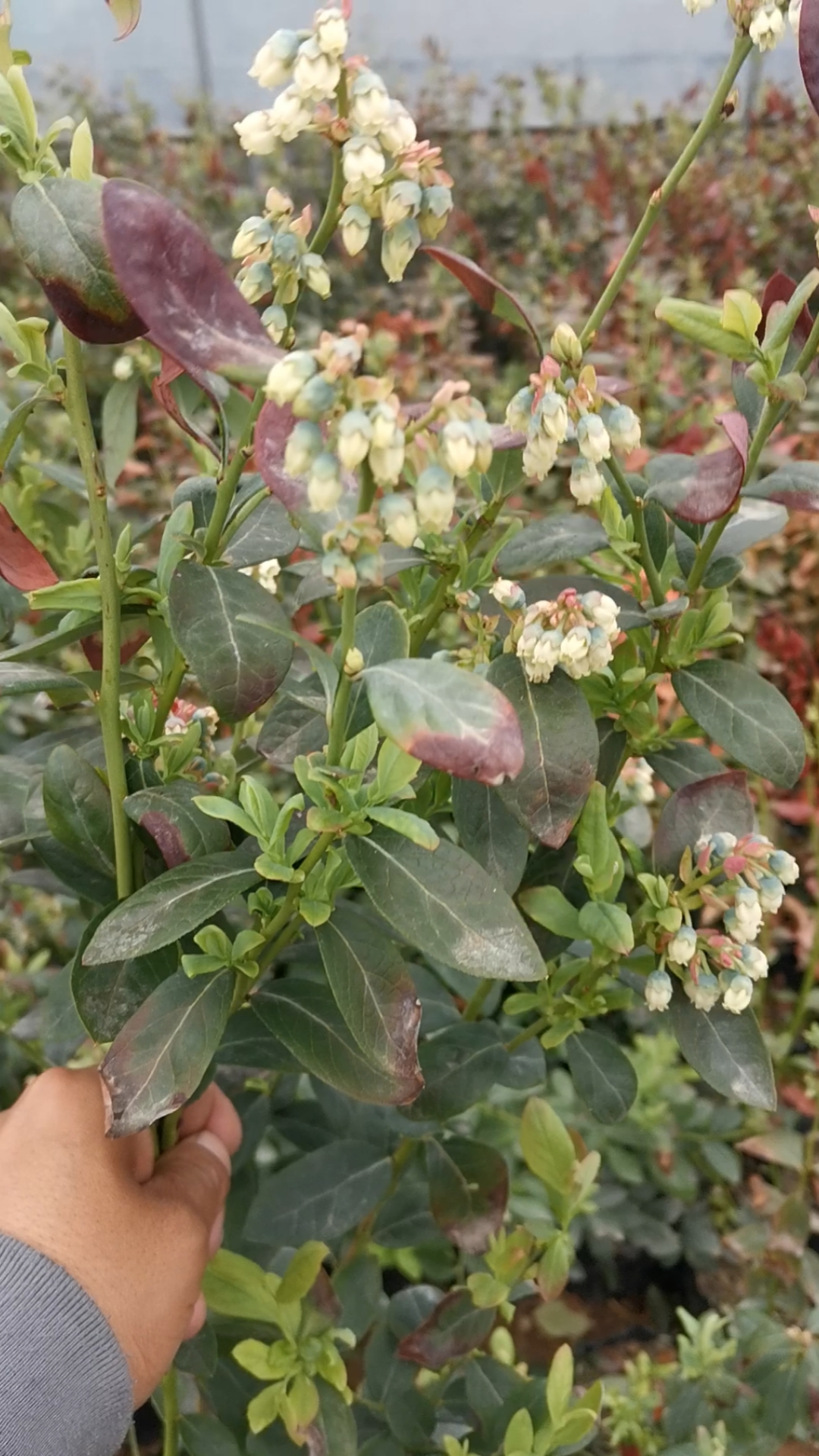 采摘园#蓝莓苗花苞满满.当年结果.起苗发货