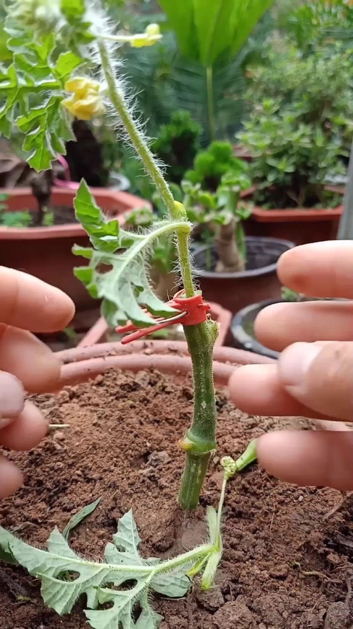 嫁接技术#劈接西瓜技术,成活率极高,提高产量数倍