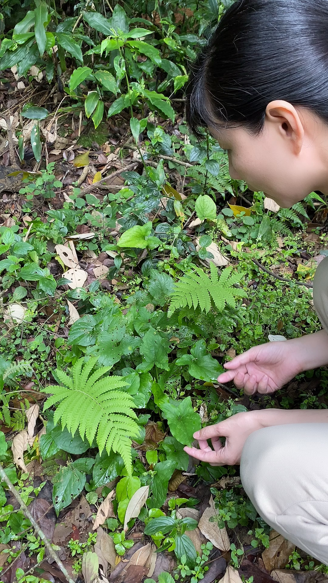 犁頭尖尖的,犁頭尖草