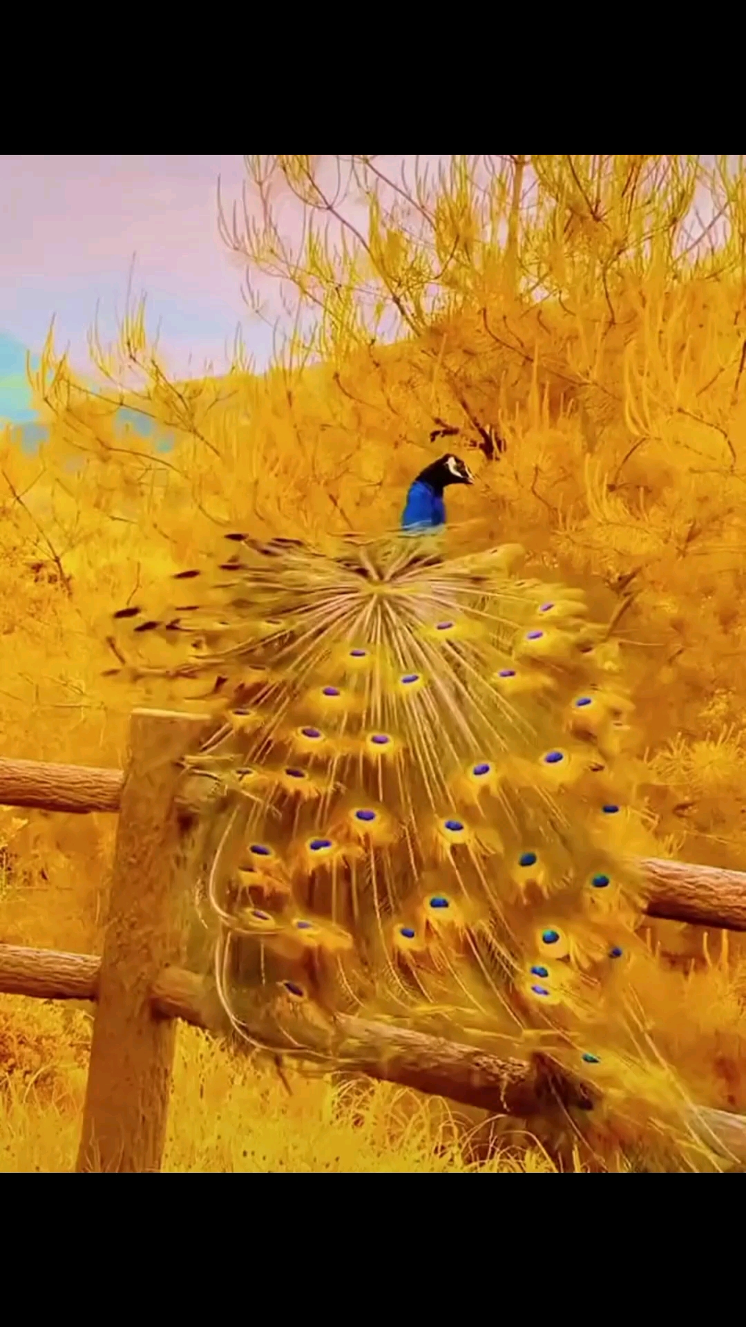 黄孔雀你见过吗?