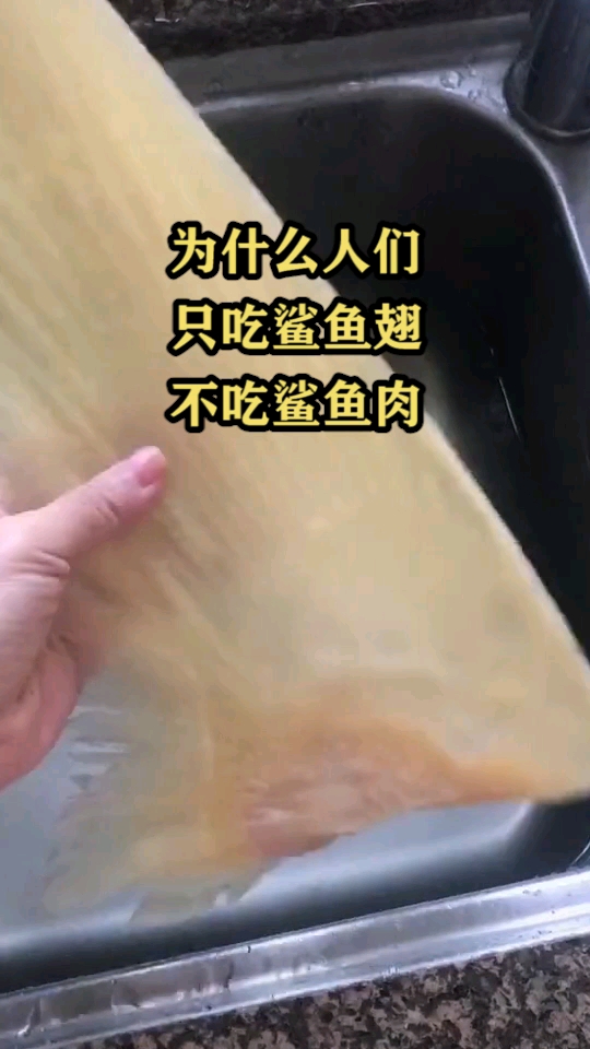 为什么人们只吃鲨鱼翅不吃鲨鱼肉