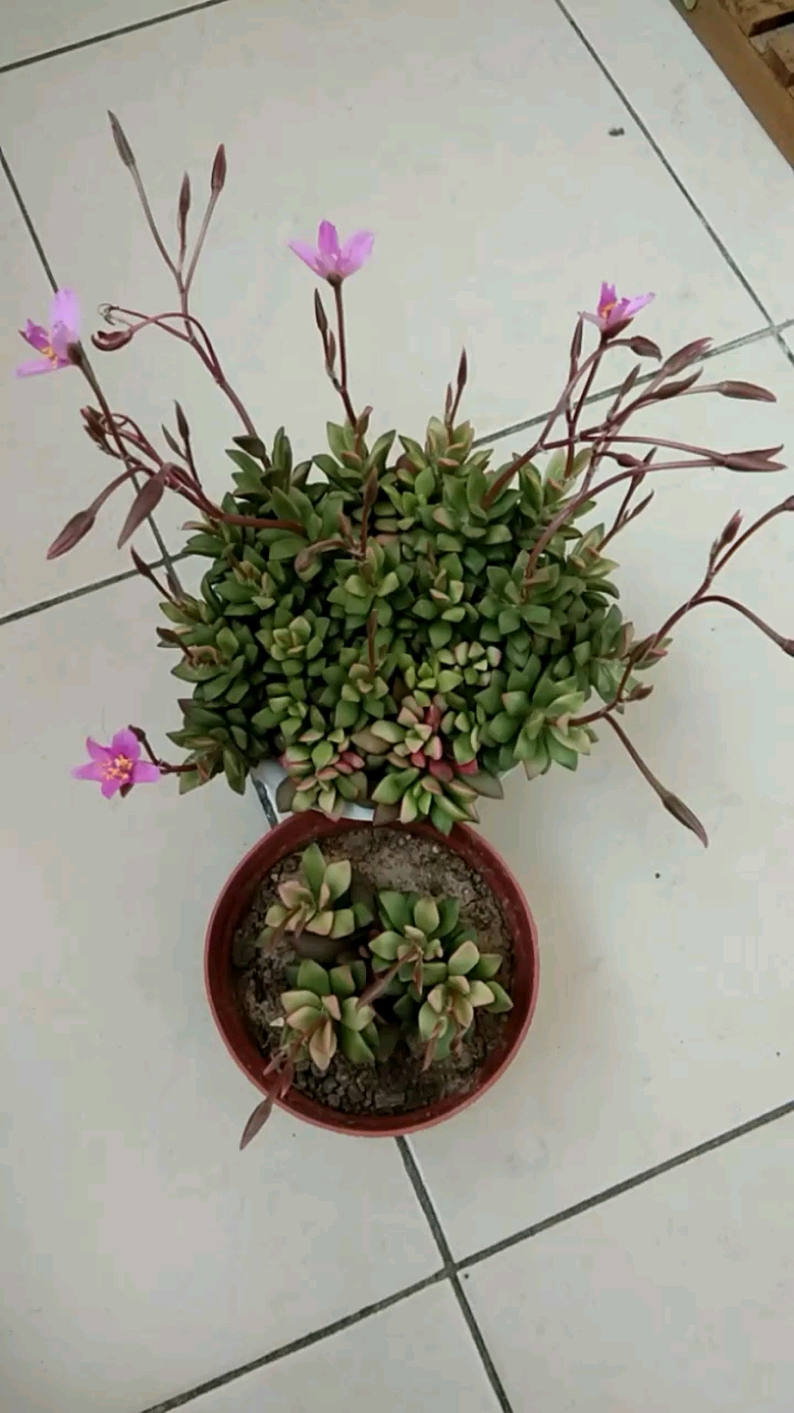 我的小花园多肉吹雪之松锦