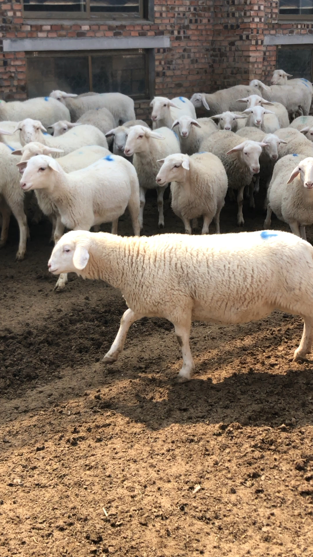 头胎澳洲白怀孕母羊