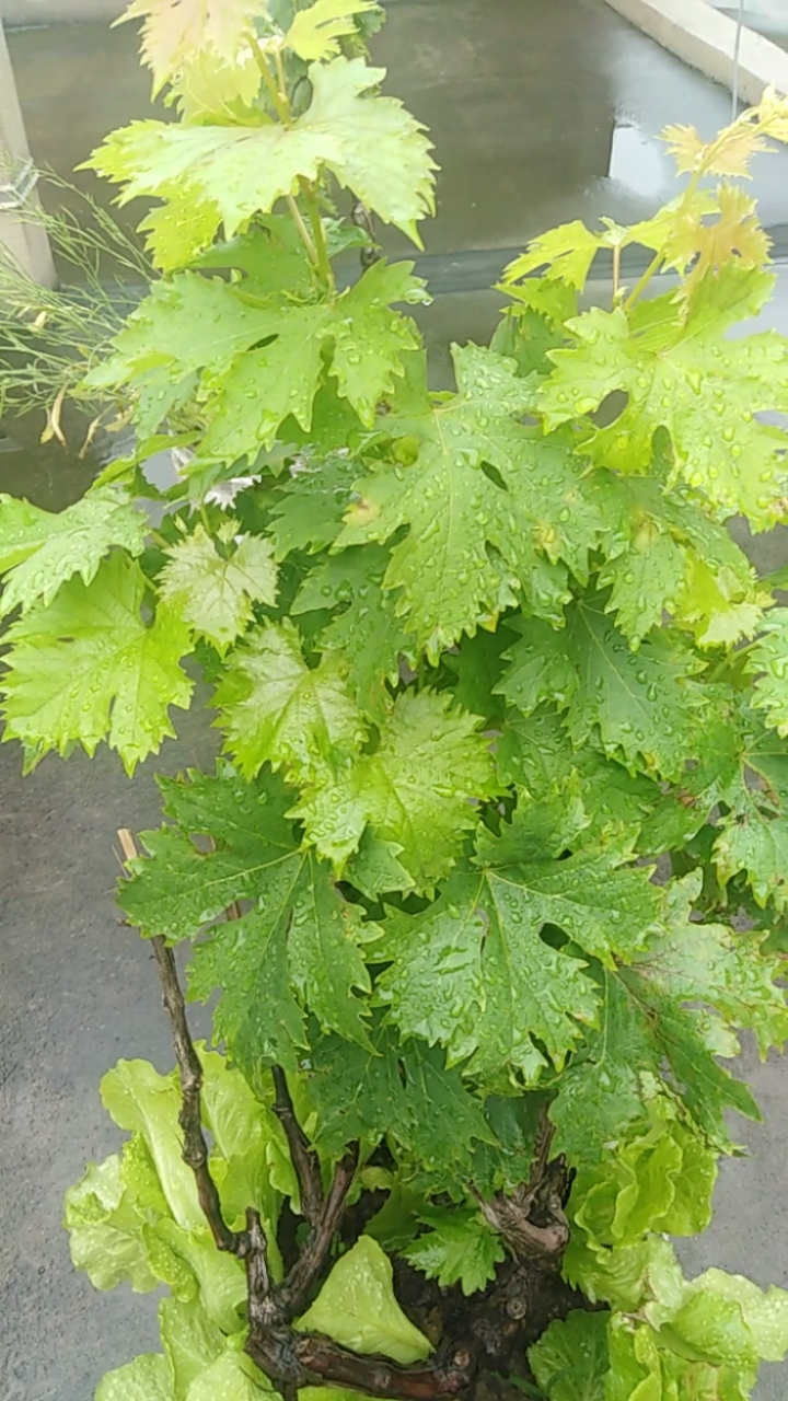 楼顶园,葡萄树叶子长势喜人.