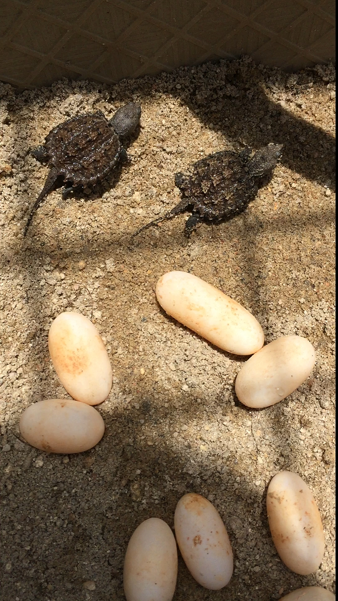 乌龟#今年刚出生的小鳄龟