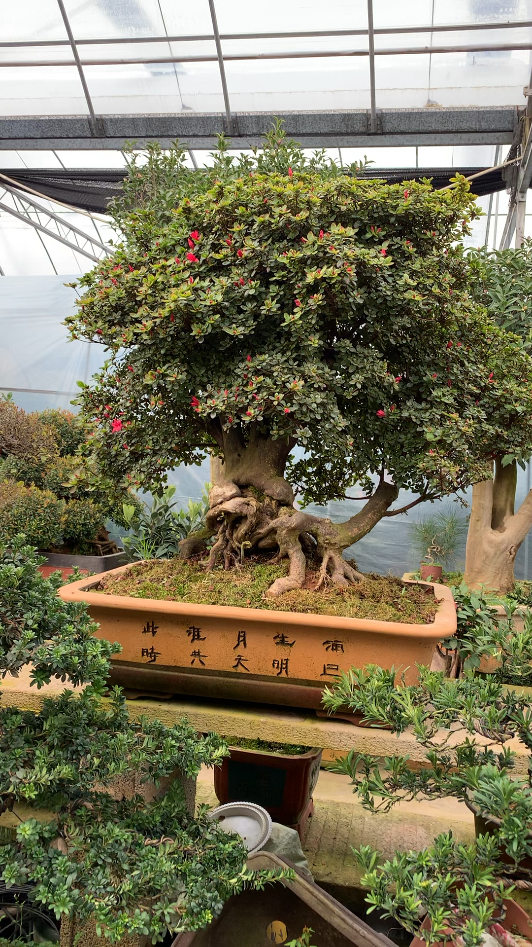 老桩万紫千红杜鹃