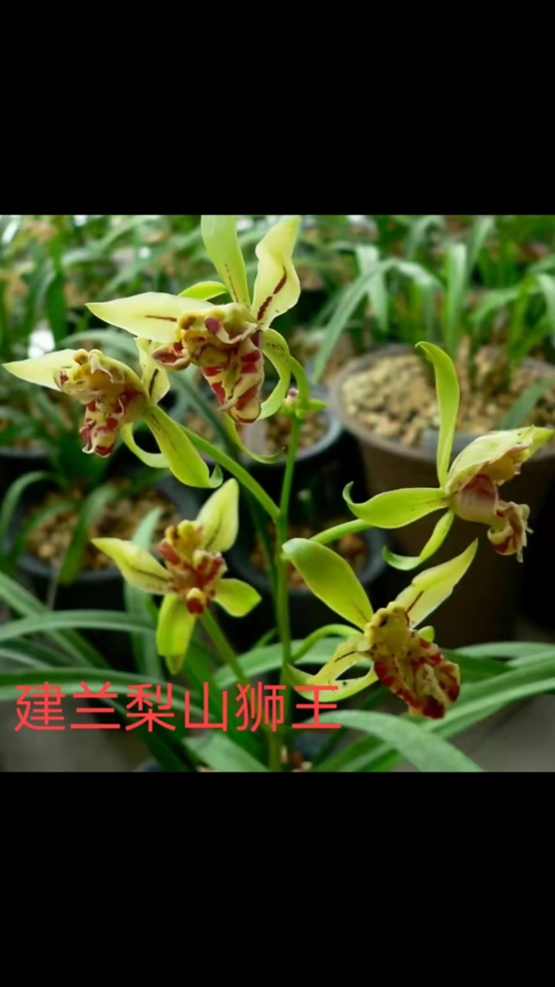 你好,夏天#建兰三大奇花之梨山狮王现在都带花苞了