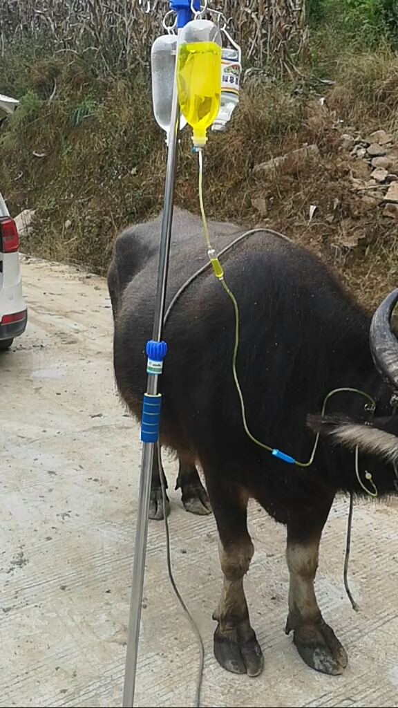 运动的兽医站,大姐正在给牛输液