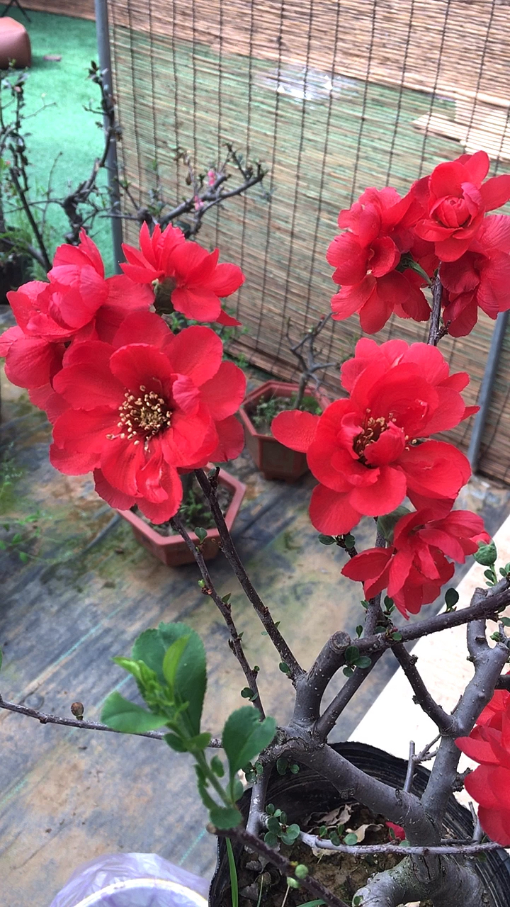 四季长寿冠海棠花