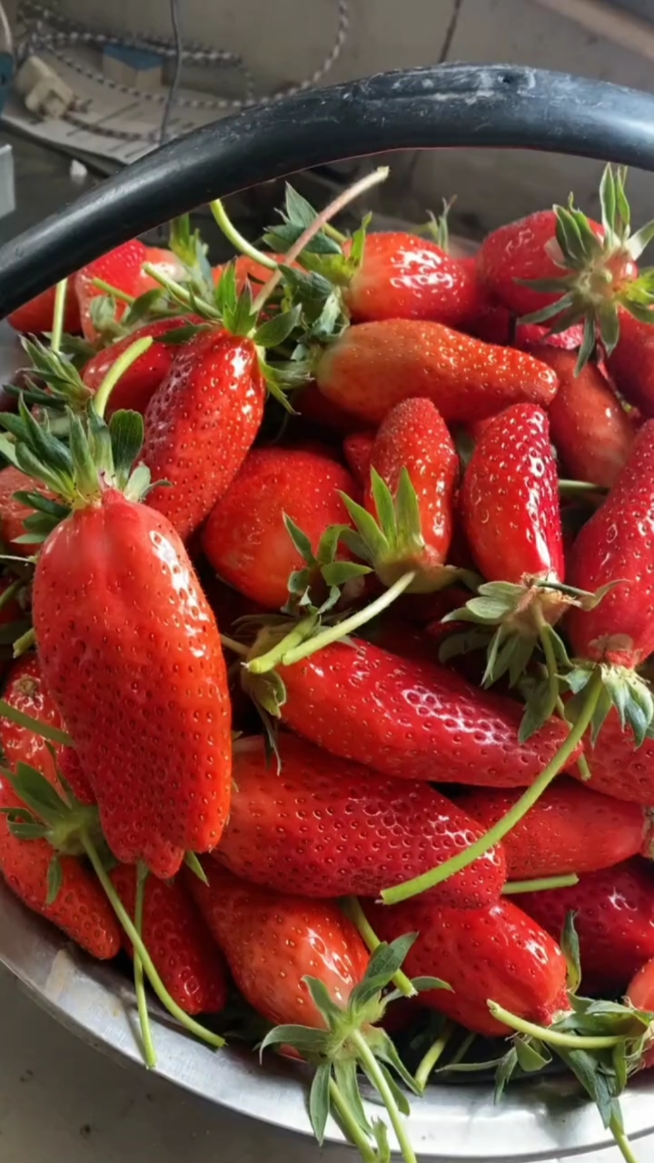 草莓精灵#真能吹,啥高端香蕉草莓这不就是棒槌嘛