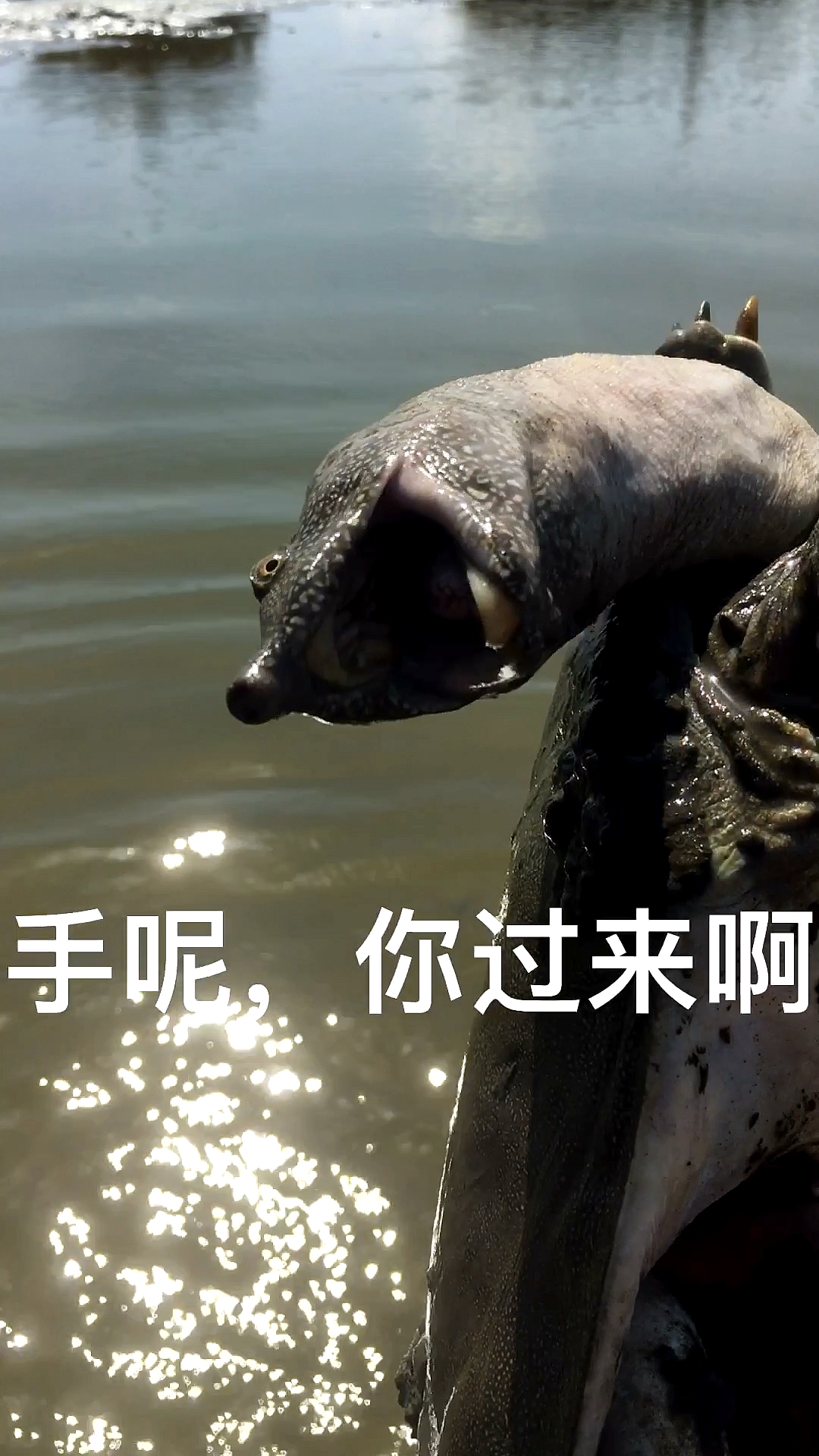 哈哈一动不动是王八,这么野是什么?