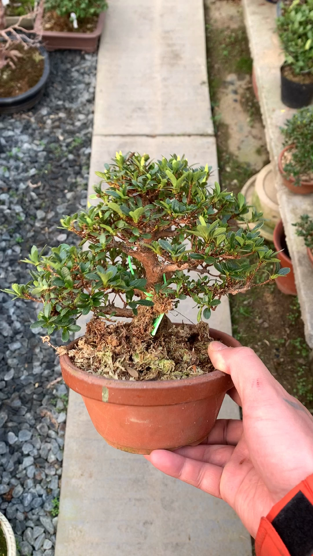 超级矮霸美明之月杜鹃花盆景-度小视