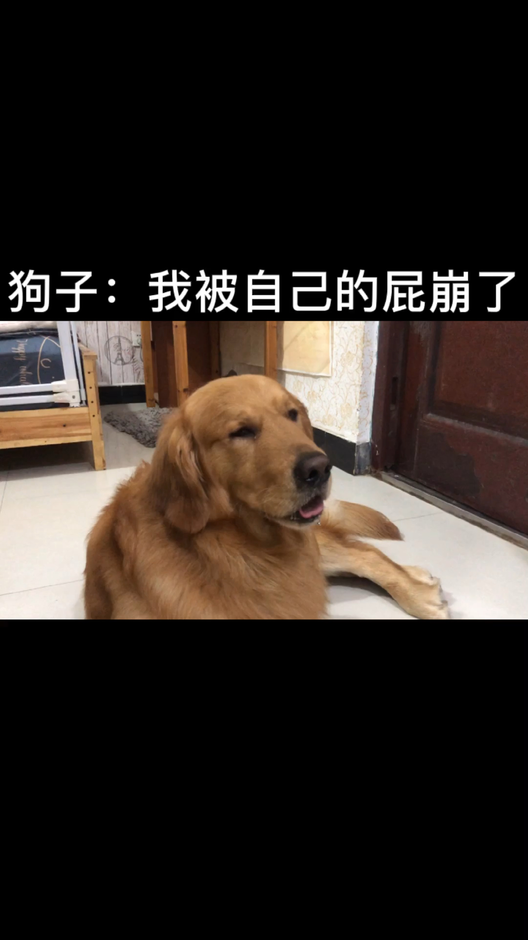 我家萌宠成精了这事它就不能有预判吗表情都整抽了