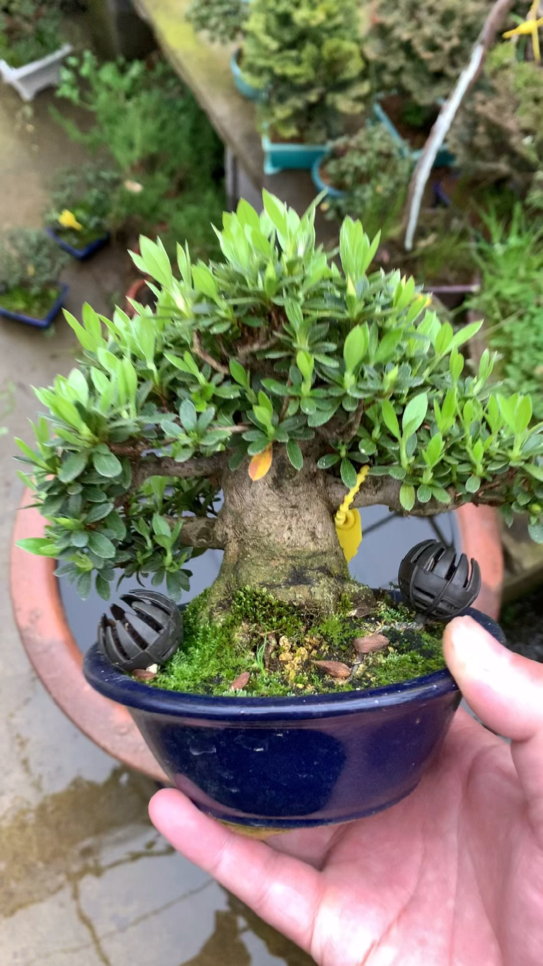 超级矮霸杜鹃花,品种明美之月