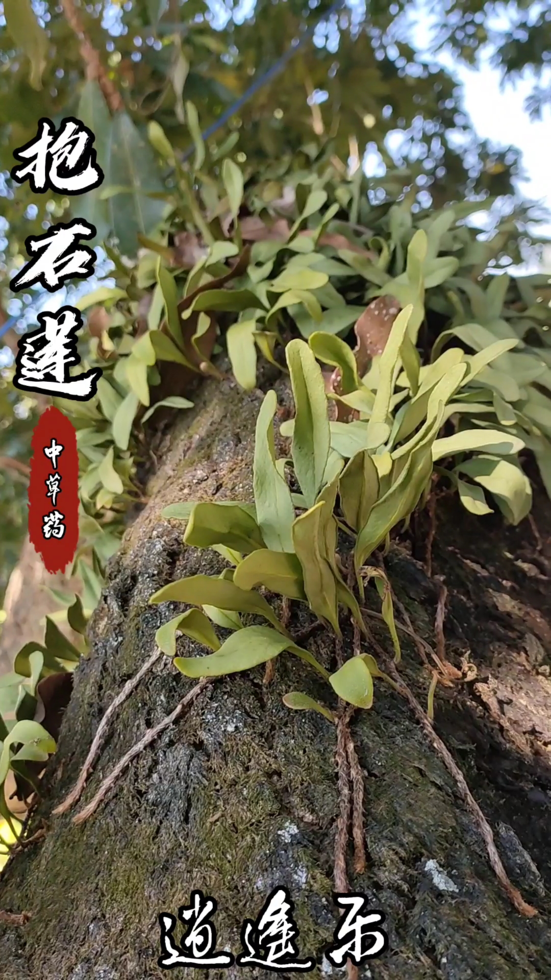 优质作者#百草中药之抱石莲