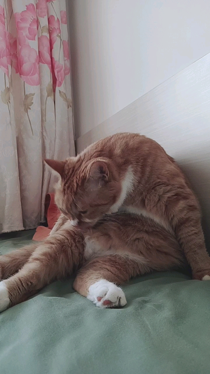 猫咪日记#大马金刀,坐姿豪放的小橘子.