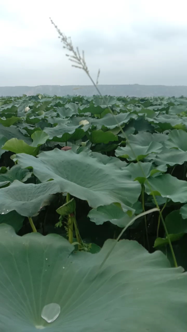 我家的,莲藕池,美吗?