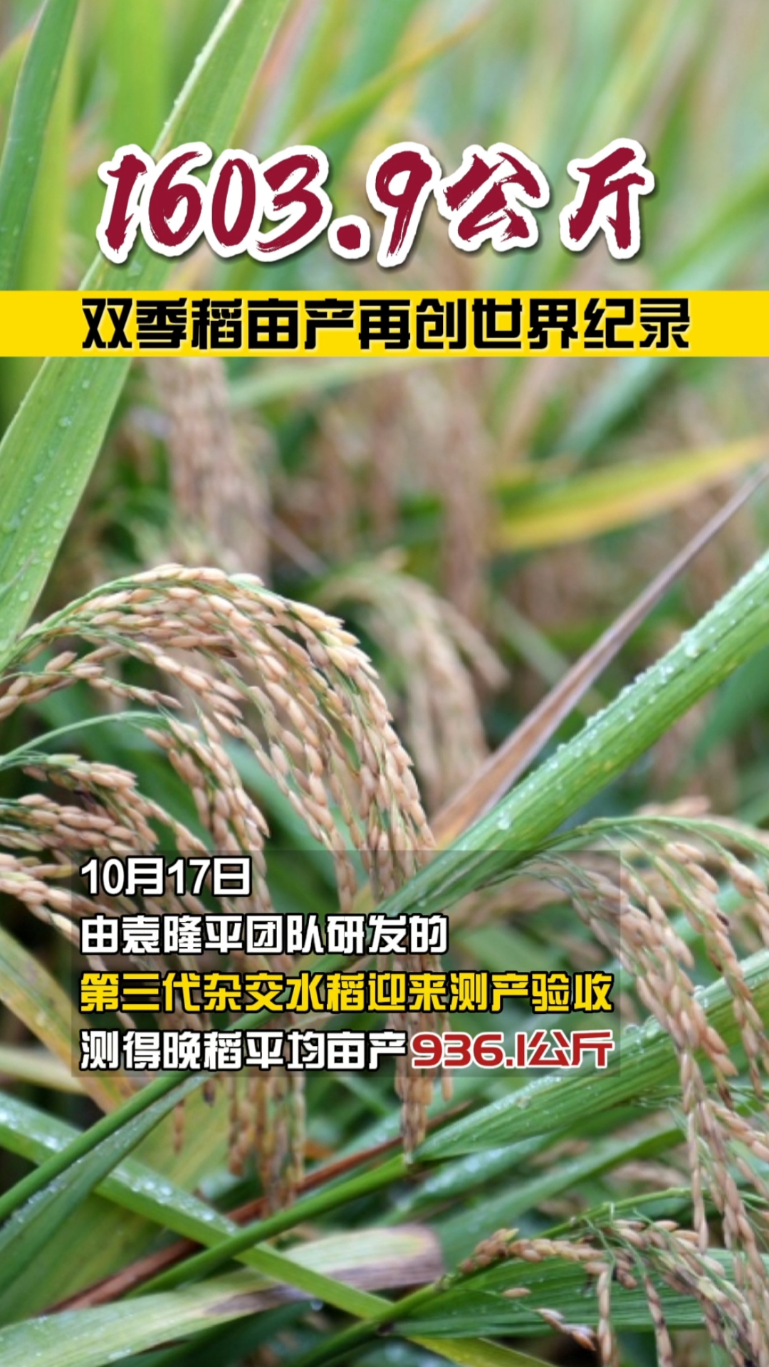 16039公斤袁隆平团队研发的第三代杂交水稻双季亩产再创世界纪录