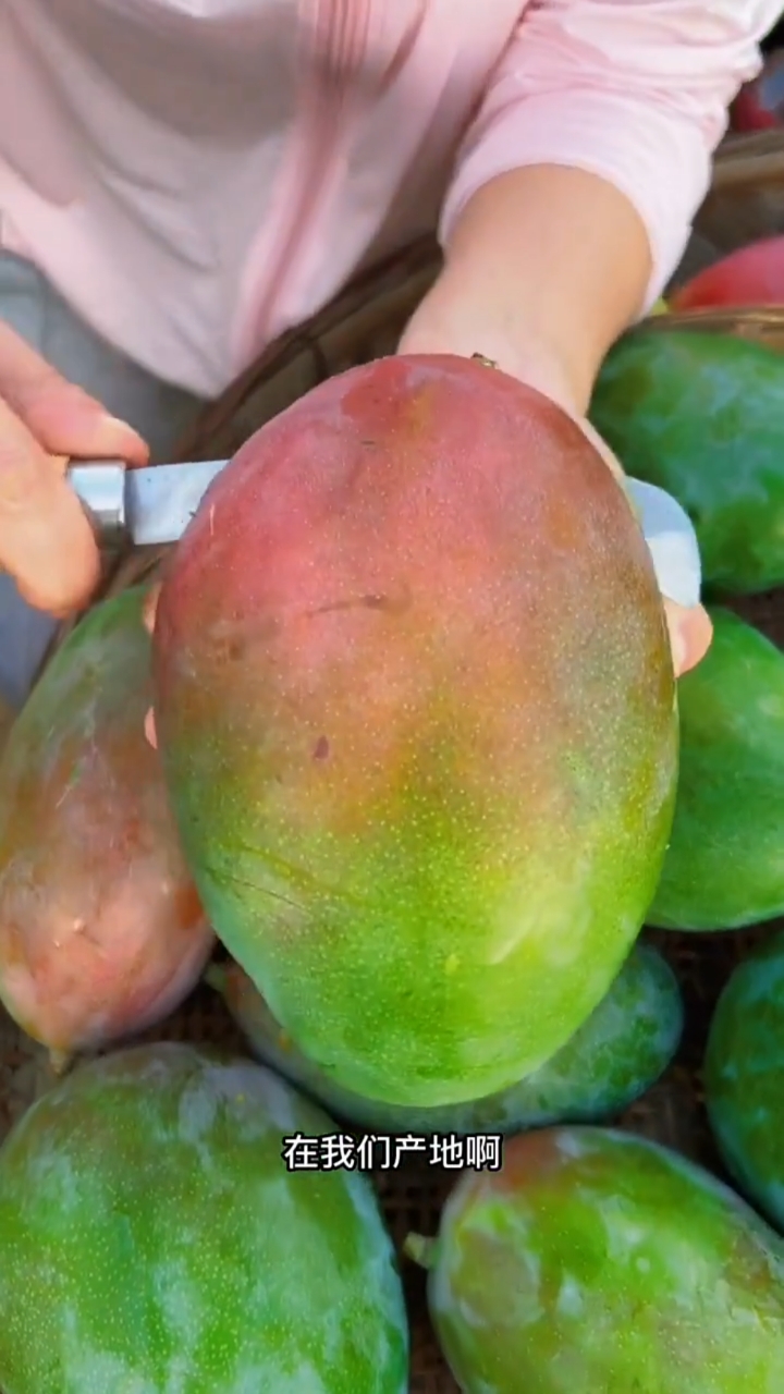 又想便宜又想好品质的芒果给你产地直发凯特芒果纯绿色无公害水果果园